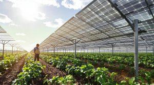 best solar panel farming